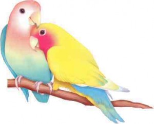 lovebirds1
